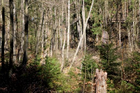 Taunus in Oberursel near Urselbach 2020-03-23 21