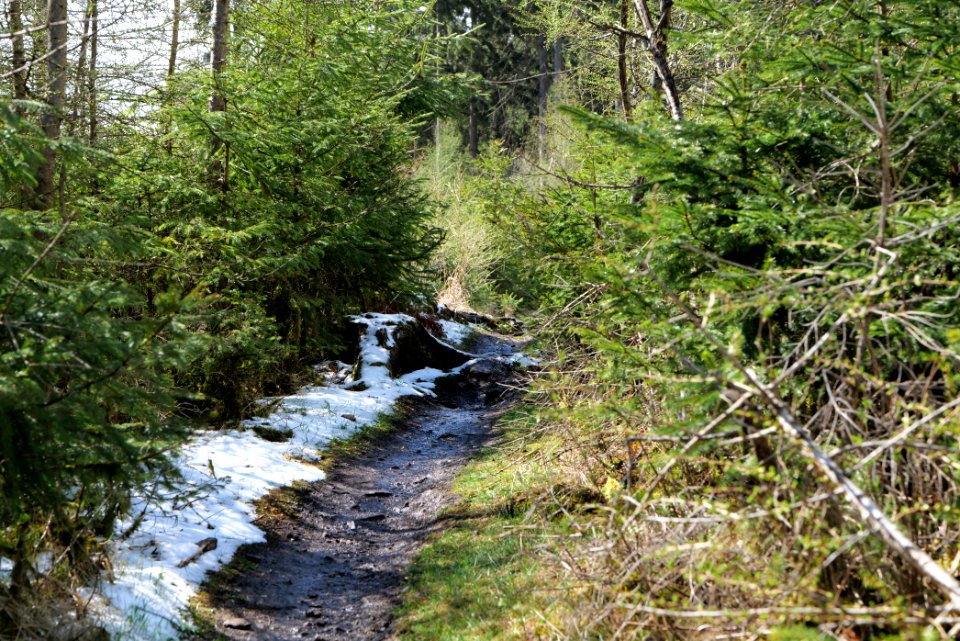 Taunus forest Dornholzhausen 2021-04-06 10