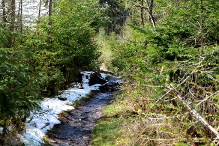 Taunus forest Dornholzhausen 2021-04-06 10