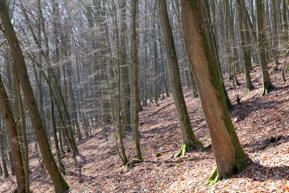 Taunus in Oberursel near Urselbach 2020-03-23 19