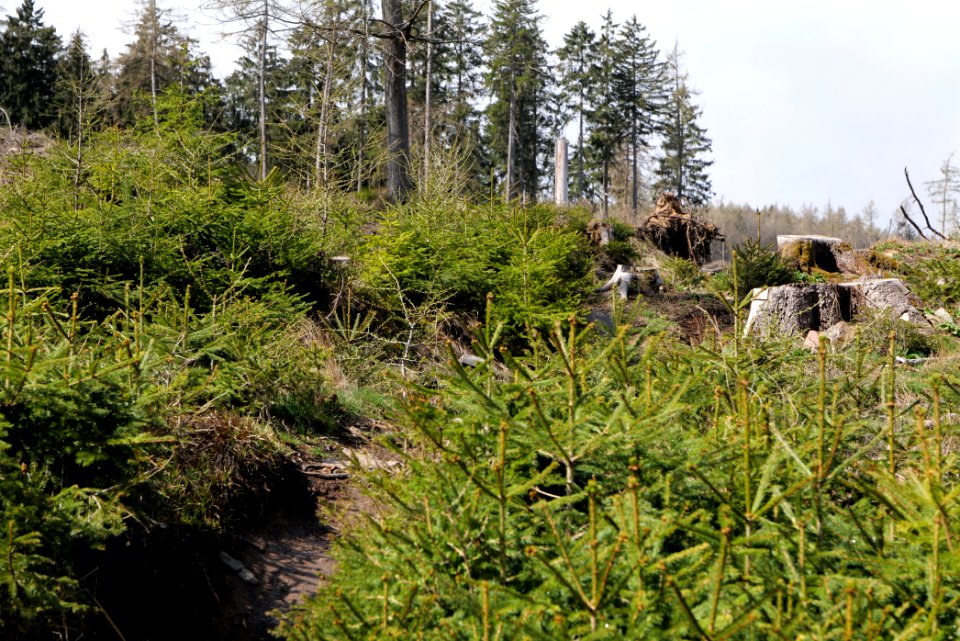 Taunus forest Dornholzhausen 2021-04-06 16