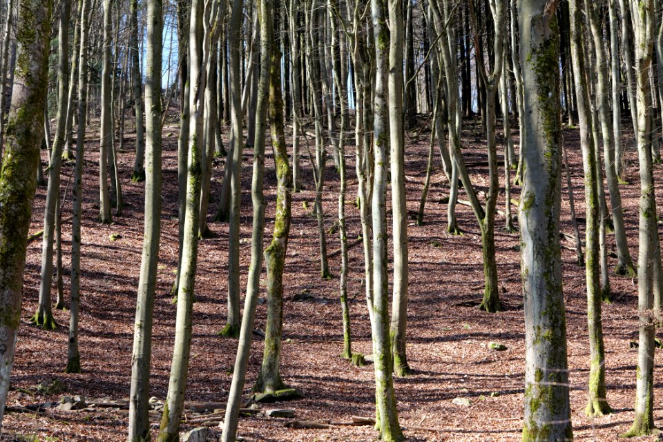 Taunus in Oberursel near Urselbach 2020-03-23 15
