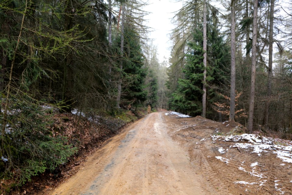 Taunus forest Dornholzhausen 2021-04-06 22