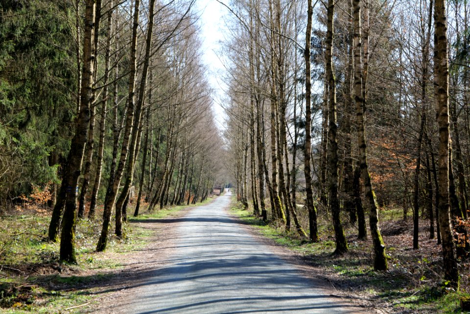 Taunus in Oberursel near Urselbach 2020-03-23 03