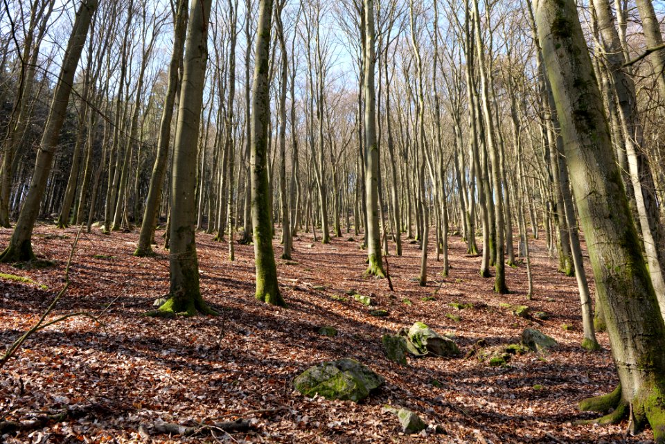 Taunus in Oberursel near Urselbach 2020-03-23 08