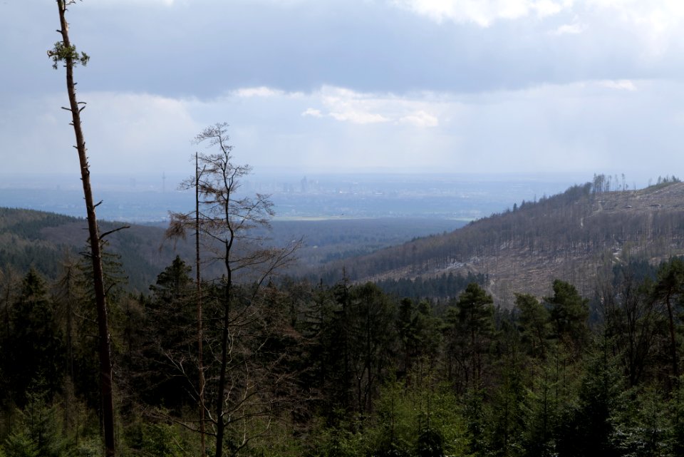 Taunus forest Bad Homburg 2021-04-06 11