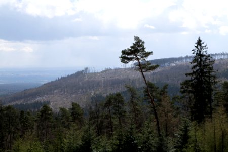 Taunus forest Bad Homburg 2021-04-06 08