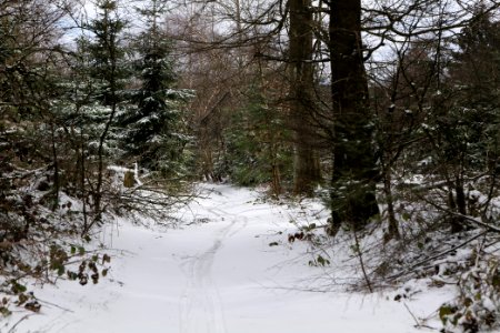 Taunus forest Schmitten with snow 2021-04-06 30