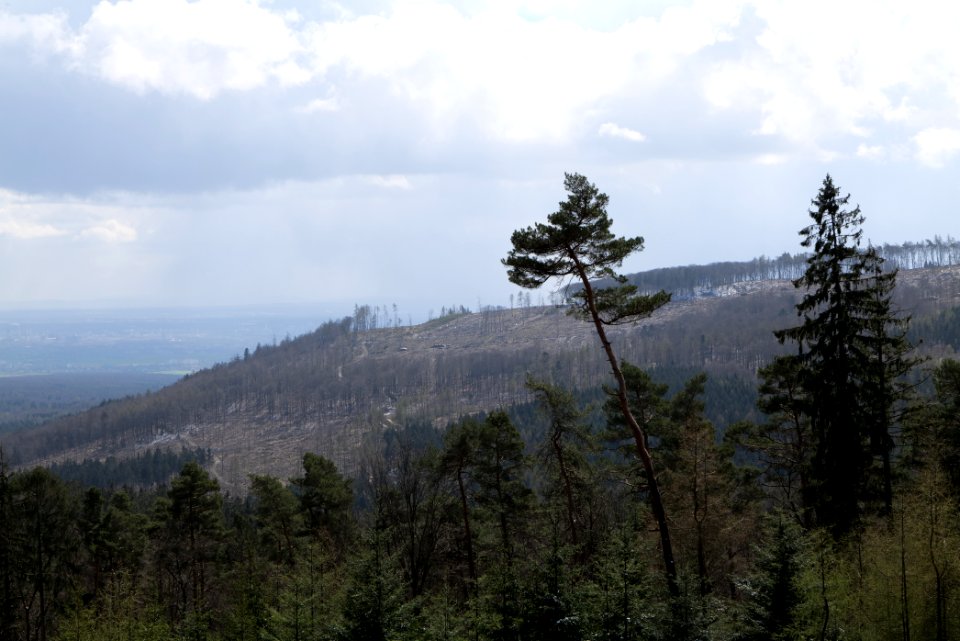 Taunus forest Bad Homburg 2021-04-06 10