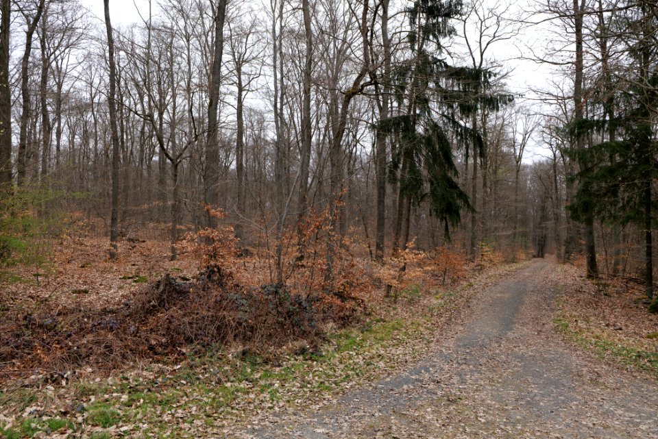 Taunus forest in Ober-Mörlen 2021-04-02 16