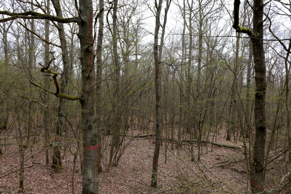 Taunus forest in Ober-Mörlen 2021-04-02 35