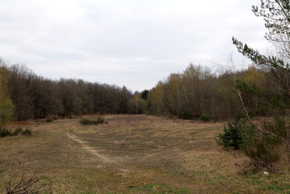Taunus forest in Ober-Mörlen 2021-04-02 27