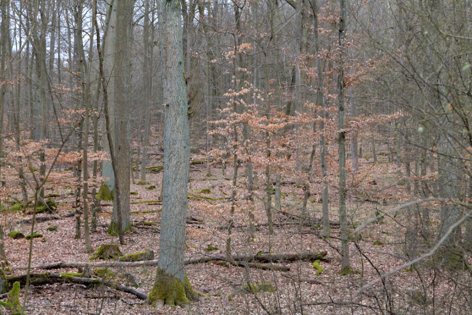 Taunus forest in Ober-Mörlen 2021-04-02 51
