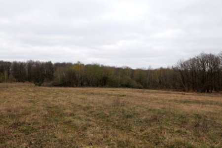Taunus forest in Ober-Mörlen 2021-04-02 23