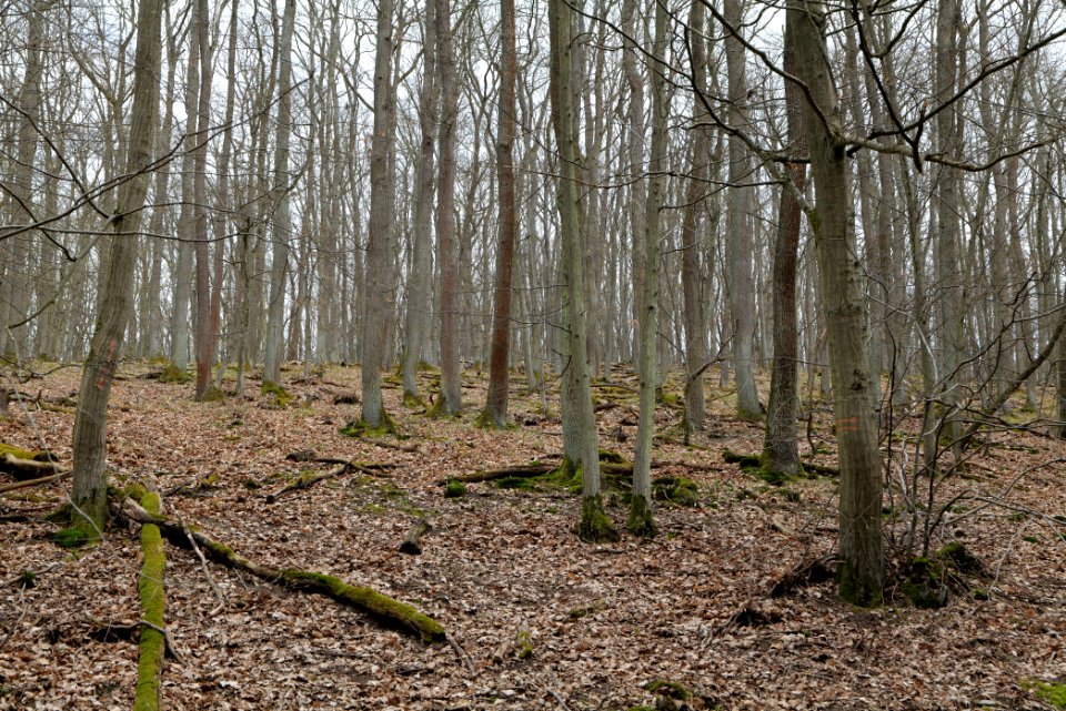Taunus forest in Ober-Mörlen 2021-04-02 73