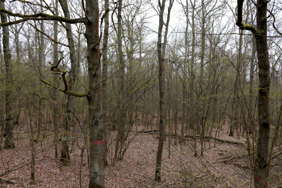 Taunus forest in Ober-Mörlen 2021-04-02 33