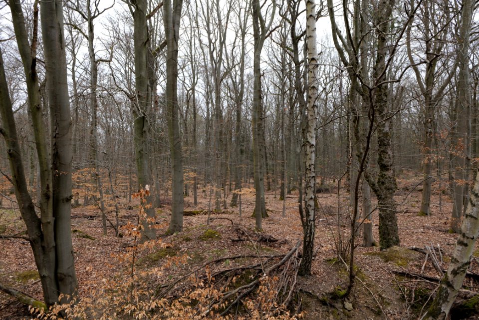Taunus forest in Ober-Mörlen 2021-04-02 47