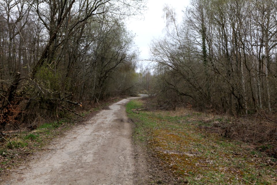Taunus forest in Ober-Mörlen 2021-04-02 49
