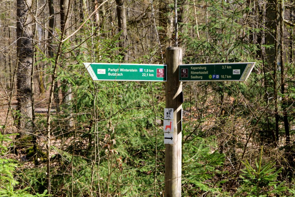 Taunus forest in Ober-Mörlen 2021-04-02 121