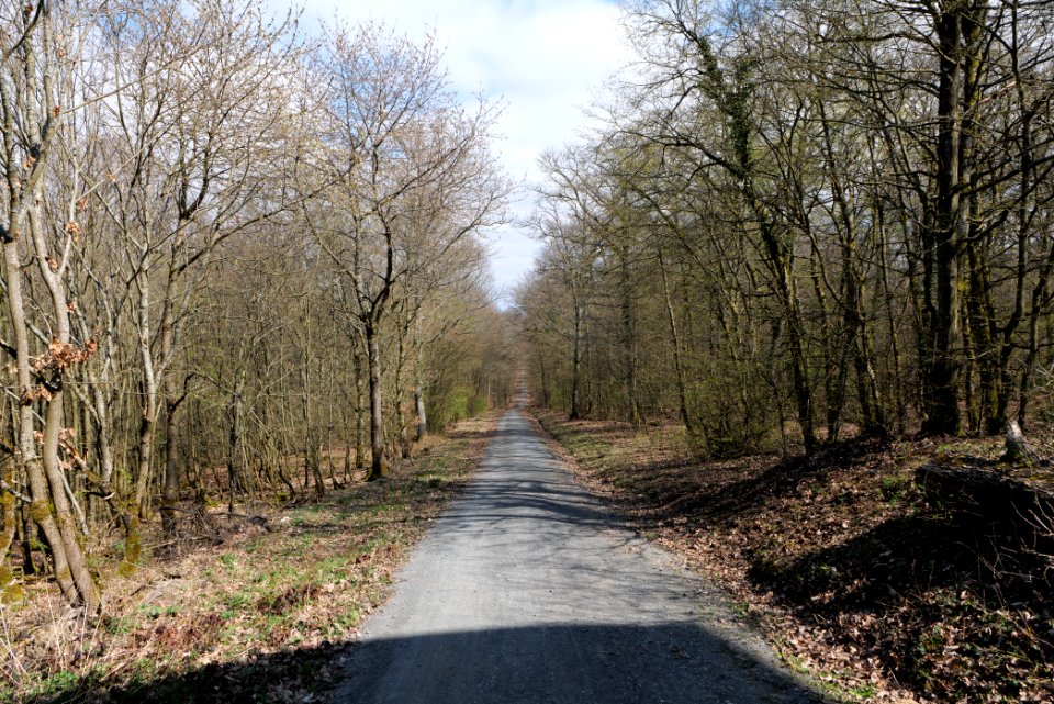 Taunus forest in Ober-Mörlen 2021-04-02 115