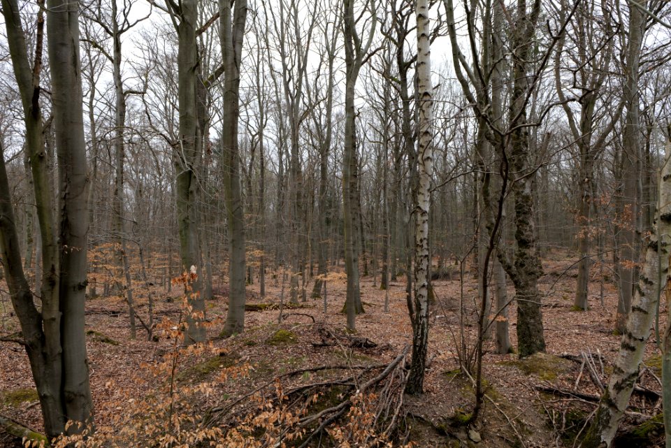 Taunus forest in Ober-Mörlen 2021-04-02 48
