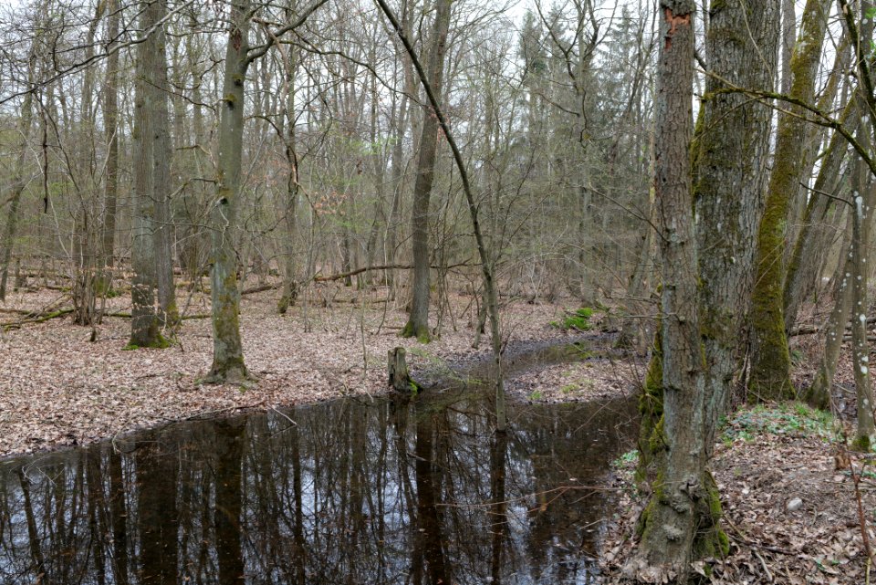 Taunus forest in Ober-Mörlen 2021-04-02 37