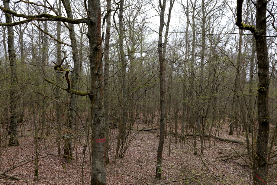 Taunus forest in Ober-Mörlen 2021-04-02 34