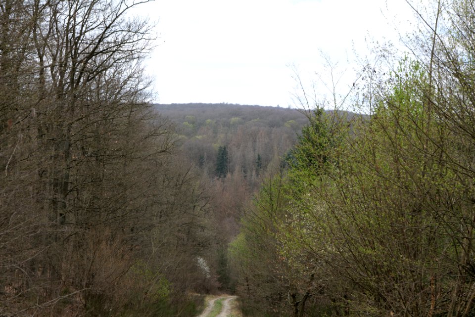Taunus forest in Ober-Mörlen 2021-04-02 55