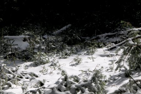 Taunus forest Oberursel with snow 2021-04-06 14