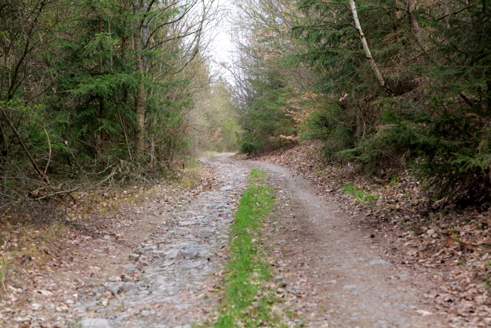 Taunus forest in Ober-Mörlen 2021-04-02 67