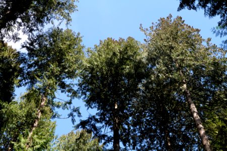 Taunus forest Oberstedten 2021-04-06 26