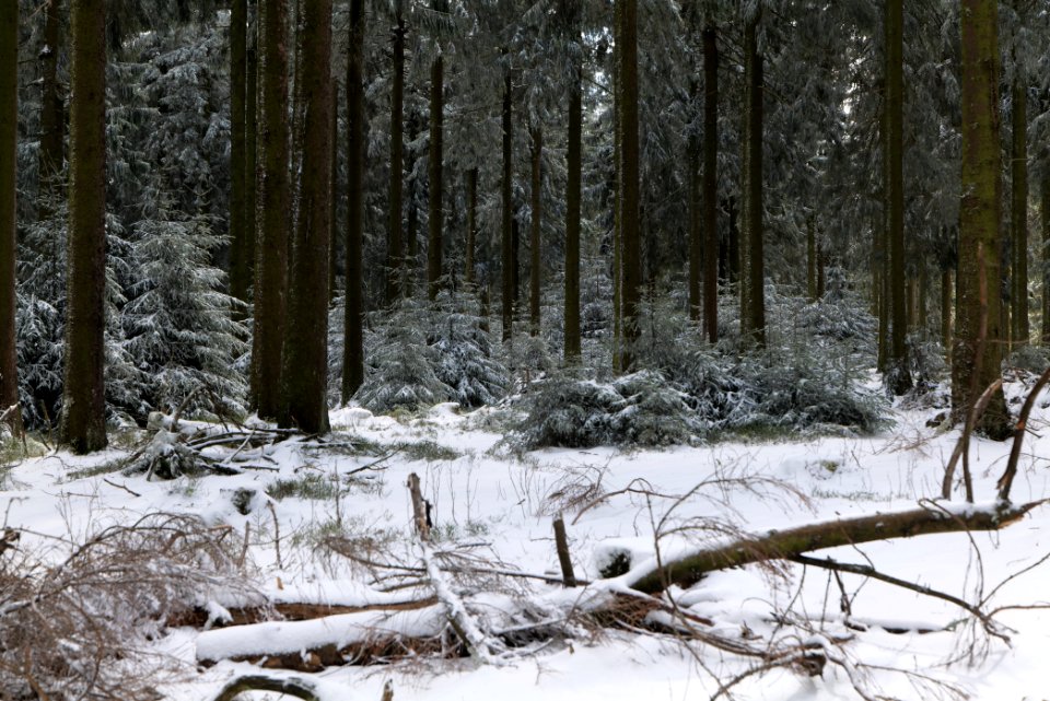 Taunus forest Oberursel with snow 2021-04-06 06