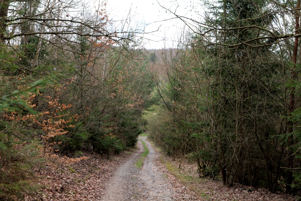 Taunus forest in Ober-Mörlen 2021-04-02 66