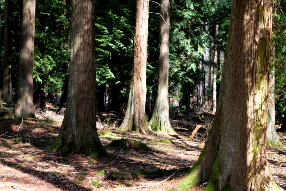 Taunus forest Oberstedten 2021-04-06 24