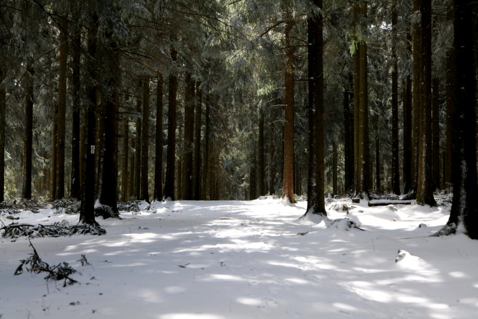 Taunus forest Oberursel with snow 2021-04-06 05