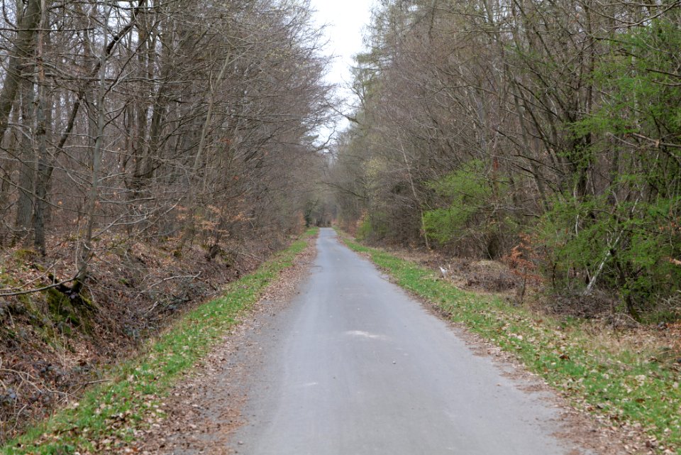 Taunus forest in Ober-Mörlen 2021-04-02 09
