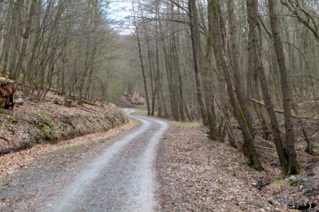 Taunus forest in Ober-Mörlen 2021-04-02 70