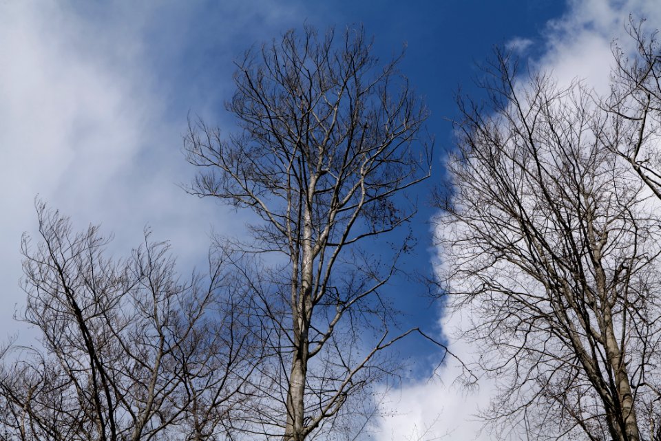 Taunus forest Oberstedten 2021-04-06 47