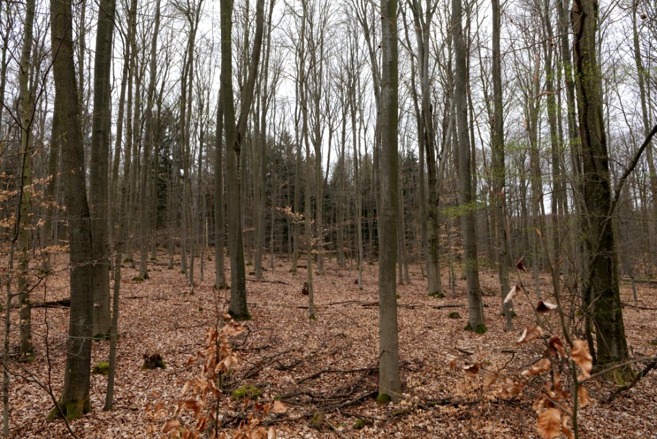 Taunus forest in Ober-Mörlen 2021-04-02 45