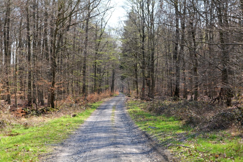 Taunus forest in Ober Rosbach 2021-04-02 51