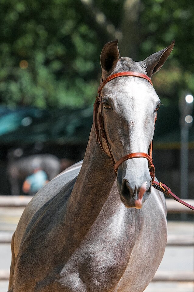 Horseback riding dressage horses