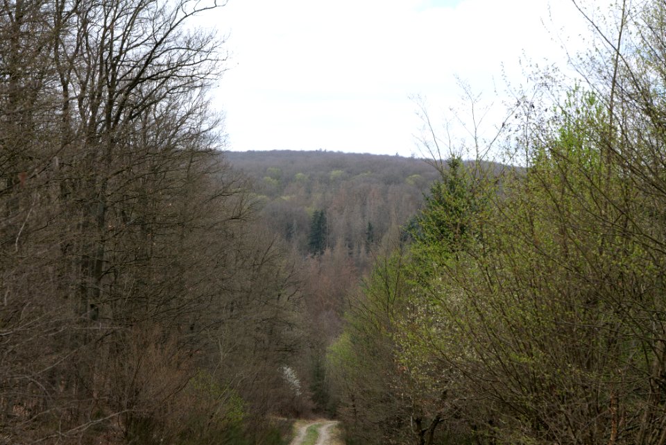 Taunus forest in Ober-Mörlen 2021-04-02 56