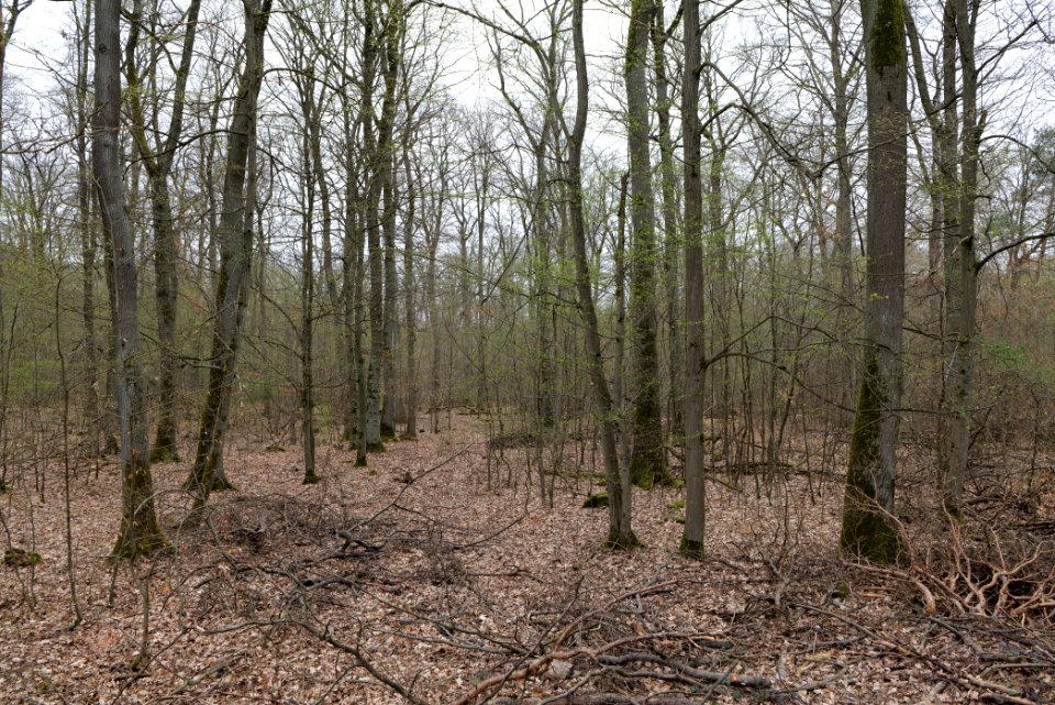 Taunus forest Ockstadt 2021-04-02 15