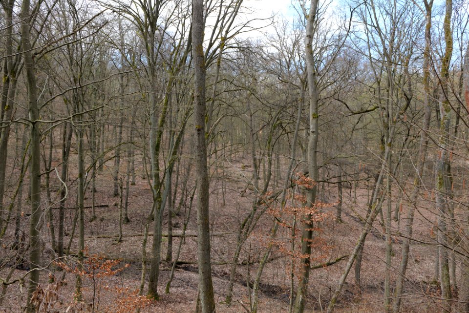 Taunus forest in Ober-Mörlen 2021-04-02 96