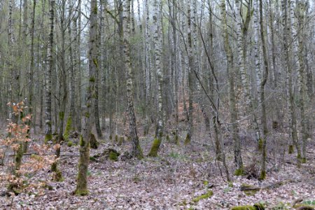 Taunus forest in Ober-Mörlen 2021-04-02 02