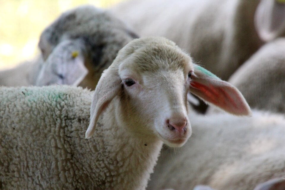White white sheep young sheep