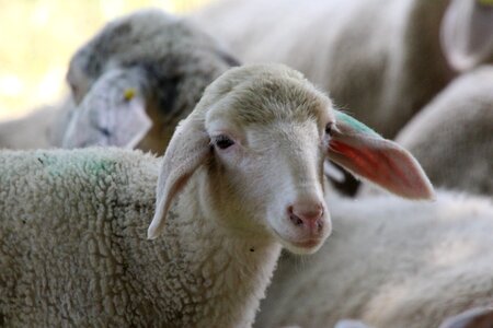 White white sheep young sheep photo
