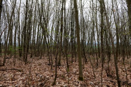 Taunus forest Ockstadt 2021-04-02 07