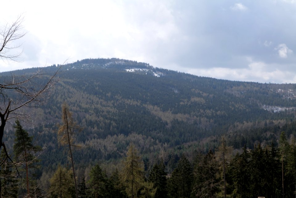 Taunus forest Oberstedten 2021-04-06 21
