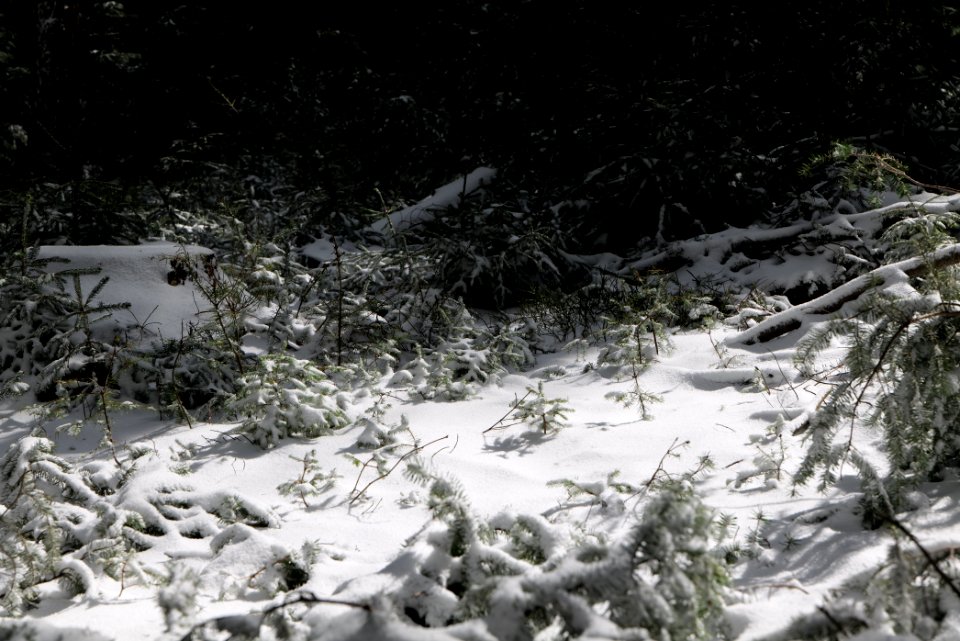 Taunus forest Oberursel with snow 2021-04-06 15
